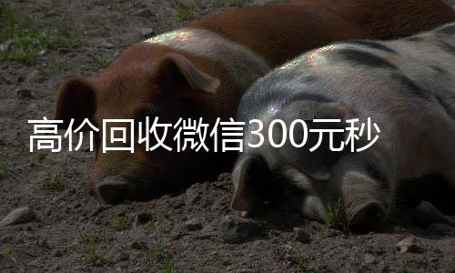 高价回收微信300vx回收秒结元秒结(高价回收vx300元秒结)